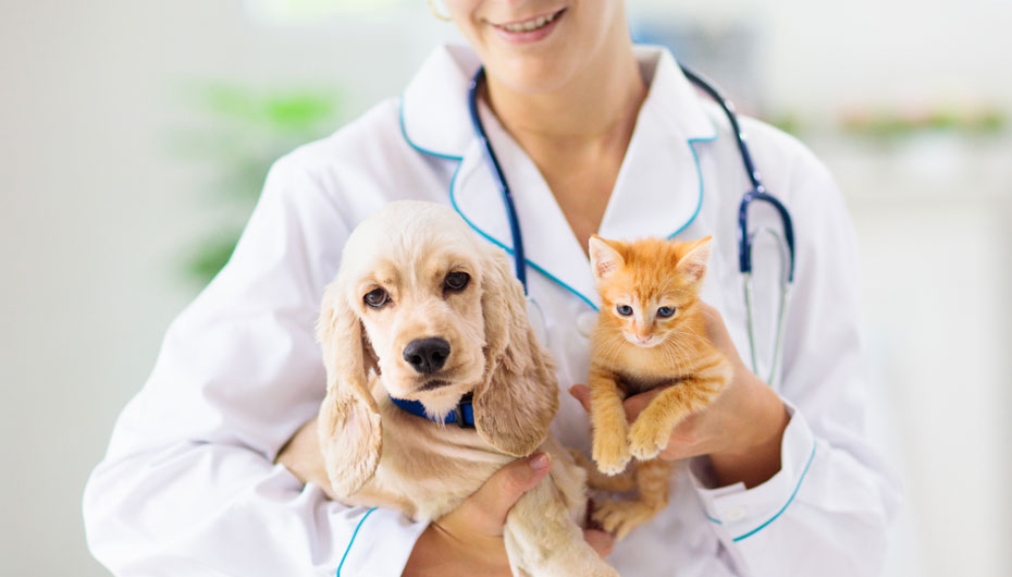 Veterinary SEO: Your Complete Guide to Local Search Optimization for Vet Clinics